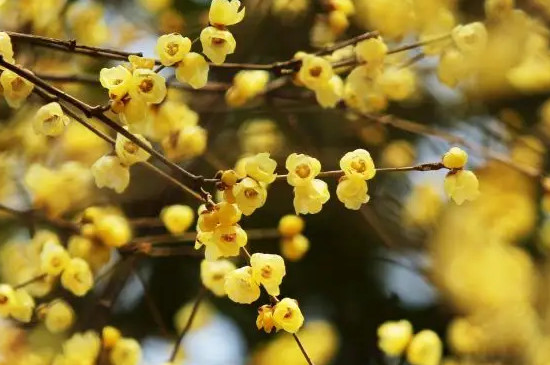 腊梅有什么寓意