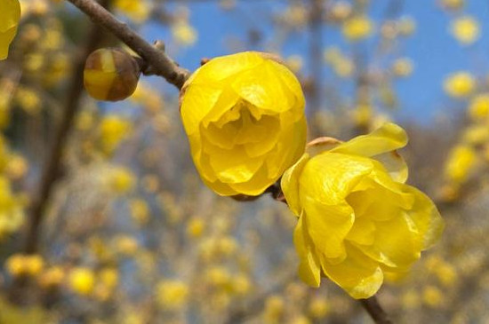 腊梅有什么寓意