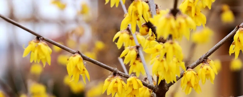 腊梅有什么寓意