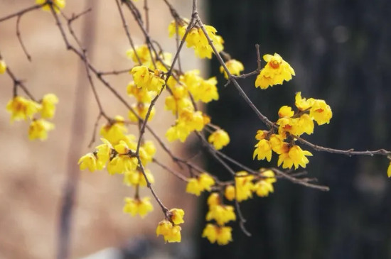 腊梅有什么寓意
