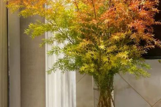 千层金树有什么寓意