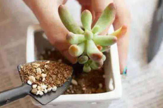 bet365365体育
怎么移栽