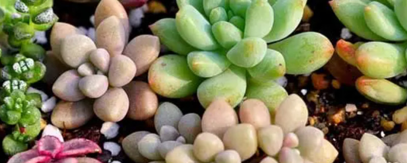 bet365365体育
怎么移栽