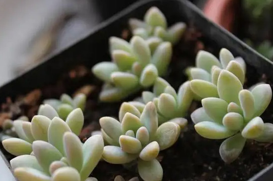 bet365365体育
怎么移栽