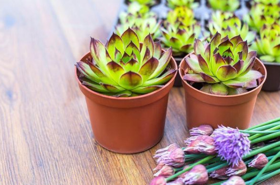 bet365365体育
怎么移栽