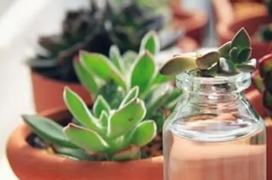 春天多肉怎么浇水才是正确的