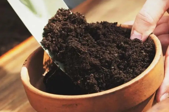 康乃馨几点开放