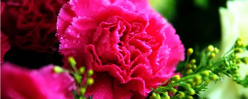 康乃馨几点开放