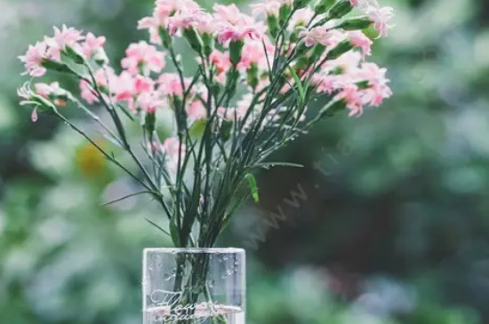 康乃馨几点开放