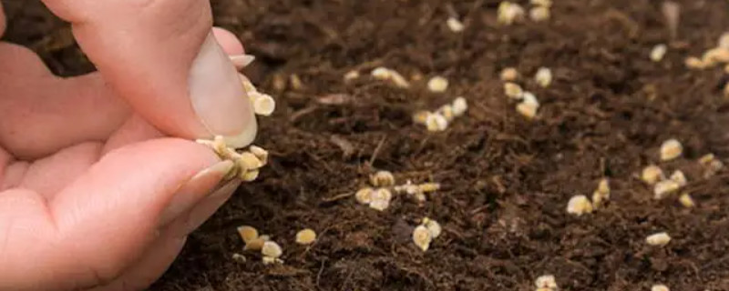 西红柿种子多久发芽