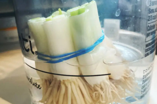小葱放在水里能养活吗