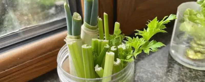 小葱放在水里能养活吗