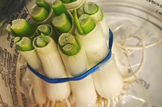 小葱放在水里能养活吗