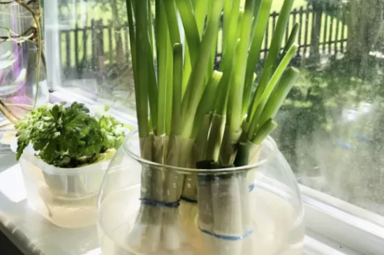 小葱放在水里能养活吗