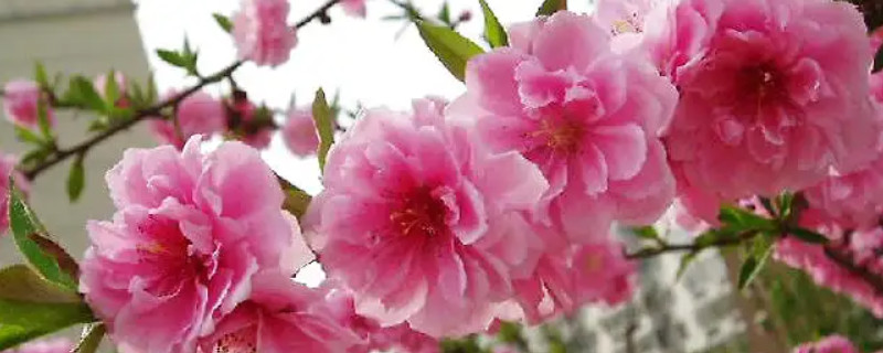 碧桃是桃花的一种吗