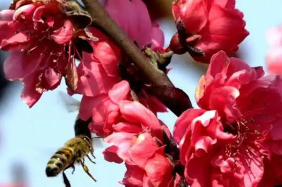 碧桃是桃花的一种吗
