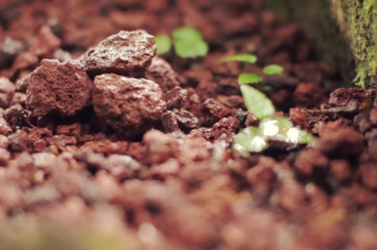 碧桃是桃花的一种吗