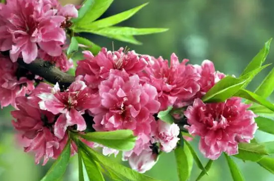 碧桃是桃花的一种吗