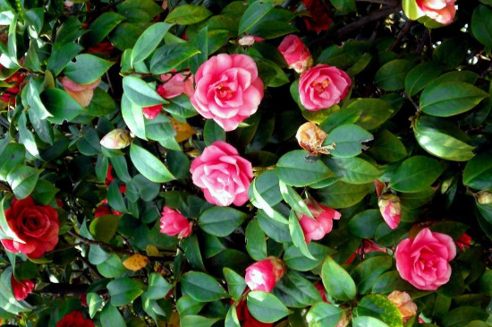 月季枝条怎样插容易活