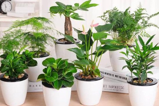 移盆栽植物注意事项