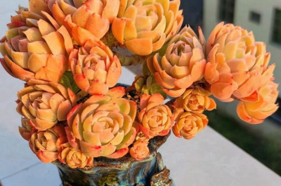 丝绸面纱的养殖方法和注意事项