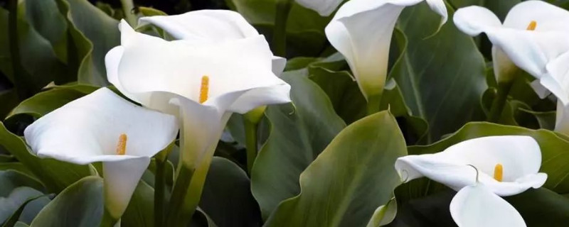 白色马蹄莲花语