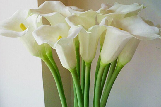 白色马蹄莲花语