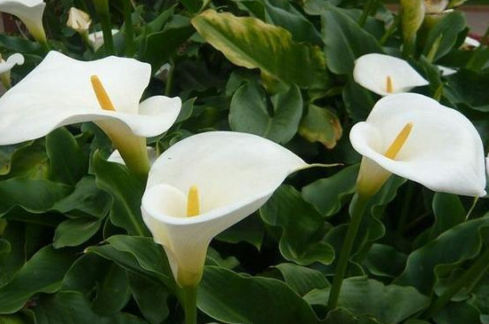 白色马蹄莲花语