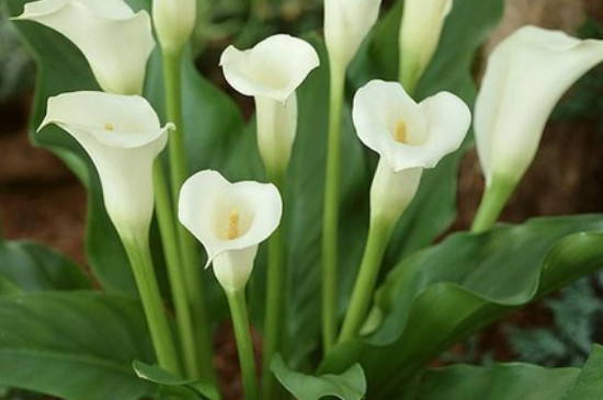 白色马蹄莲花语