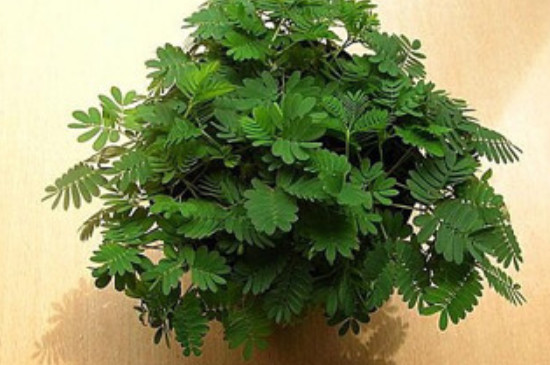 含羞草有毒吗 适合在室内养吗