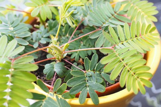 含羞草有毒吗 适合在室内养吗