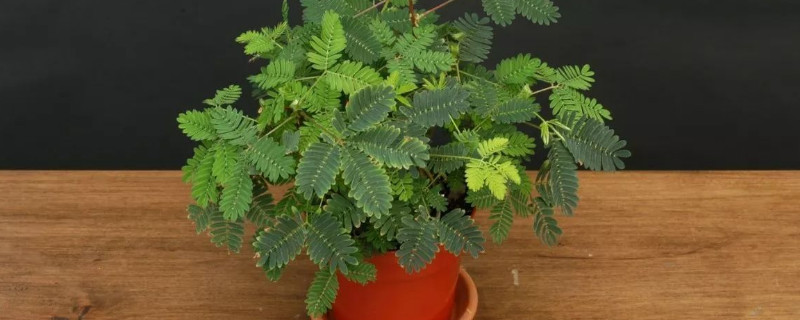 含羞草有毒吗 适合在室内养吗