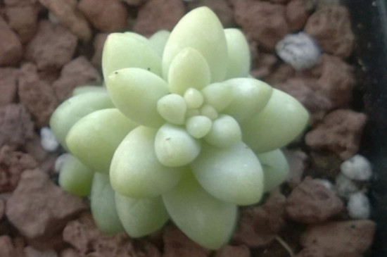 雪花玉坠多肉怎么养