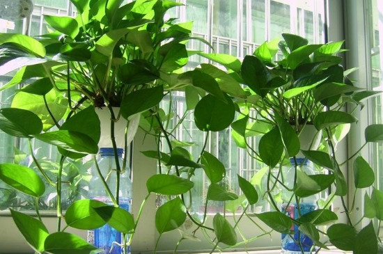 绿萝叶子发黄怎么解决