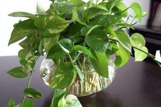 绿萝叶子发黄怎么解决