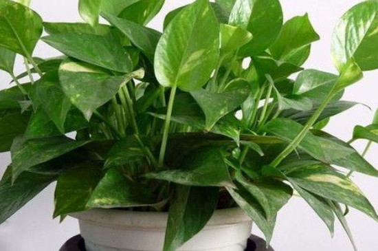 绿萝叶子发黄怎么解决