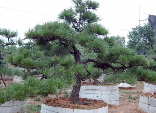 造型松的修剪及技术