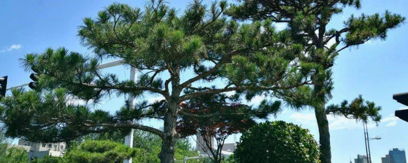 造型松的修剪及技术