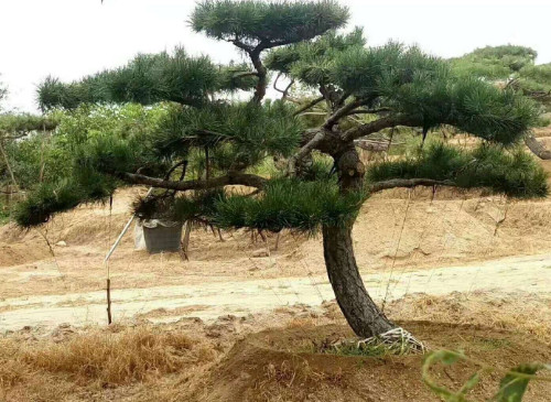 造型松的修剪及技术