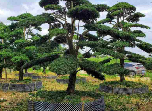 造型松的修剪及技术