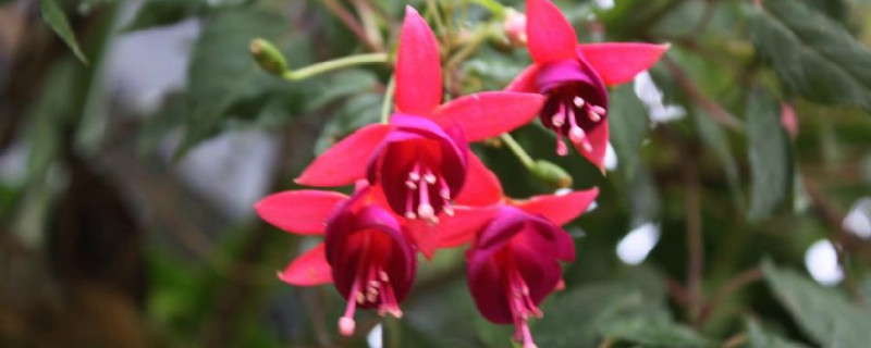 喜阴的花卉有哪些