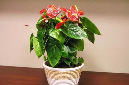 喜阴的花卉有哪些