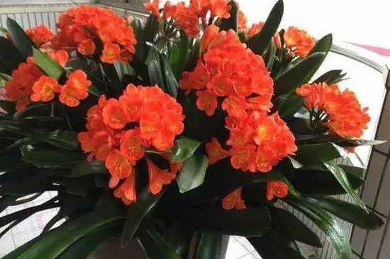 喜阴的花卉有哪些