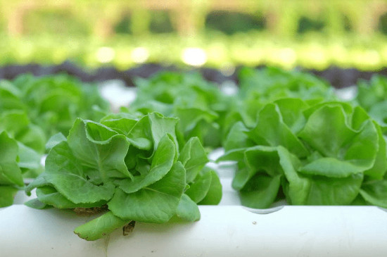 生菜水培怎么养