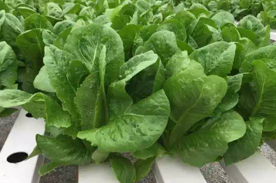 生菜水培怎么养
