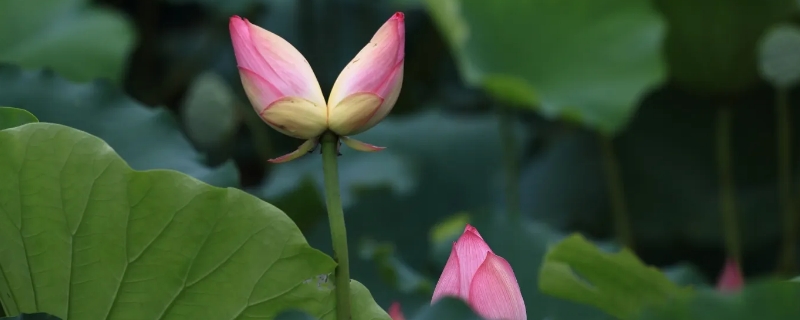 并蒂莲花的寓意是什么