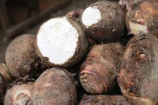 槟榔芋适合哪些地方种植