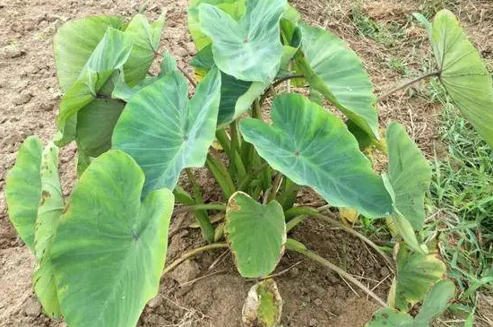 槟榔芋适合哪些地方种植