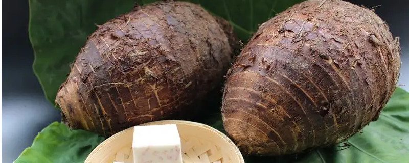 槟榔芋适合哪些地方种植