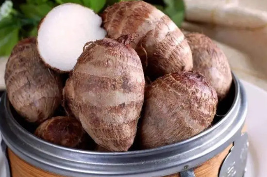 槟榔芋适合哪些地方种植